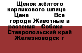 Щенок жёлтого карликового шпица  › Цена ­ 50 000 - Все города Животные и растения » Собаки   . Ставропольский край,Железноводск г.